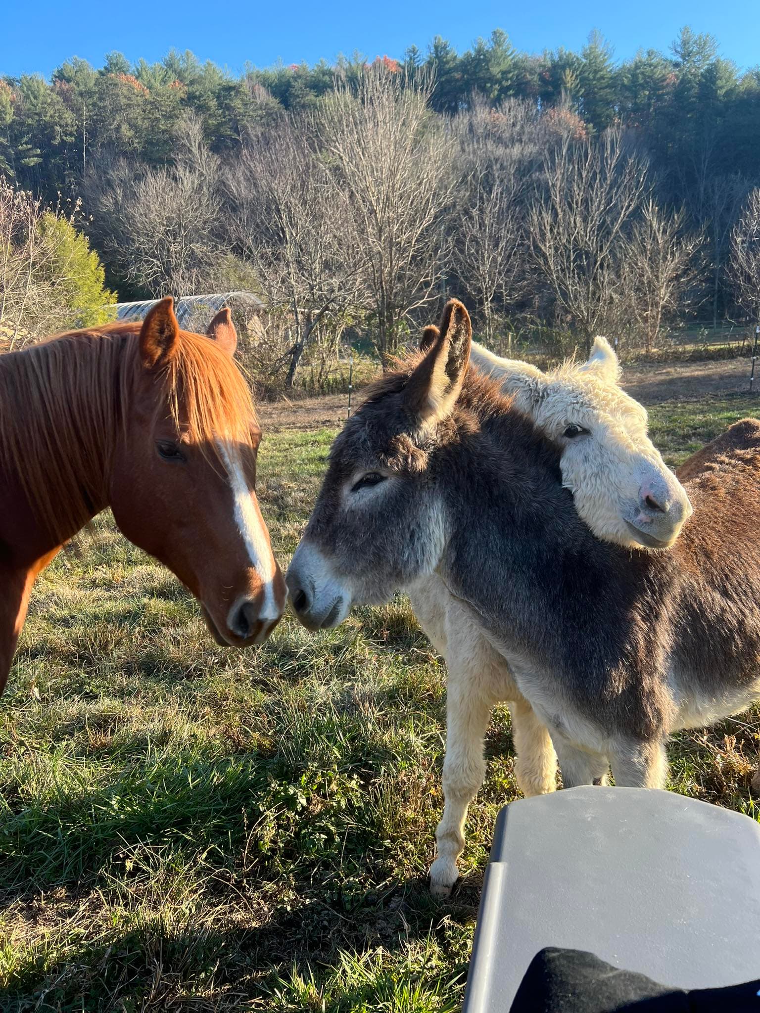 A horse and donkeys together in the pasture