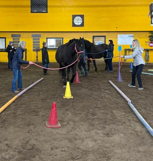 A team taking part in a ground-based equine session