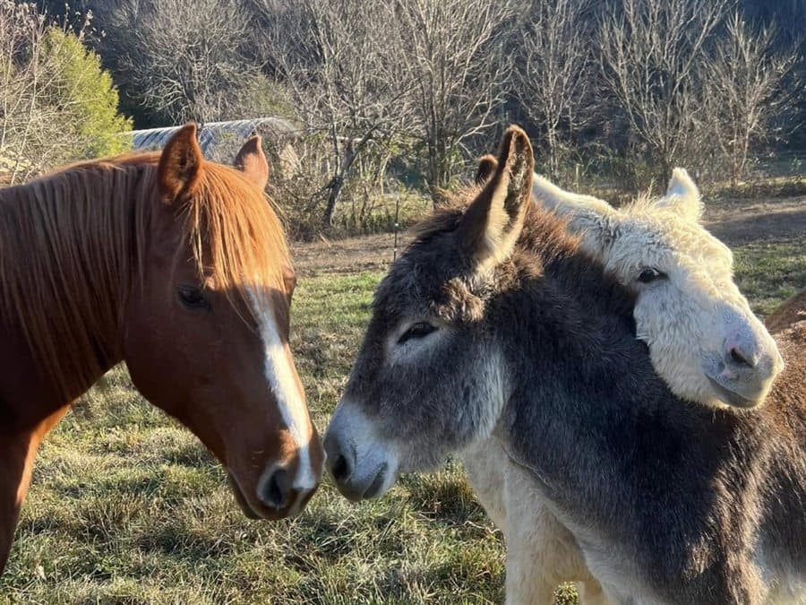 A horse and two donkeys nuzzling nose to nose in the pasture