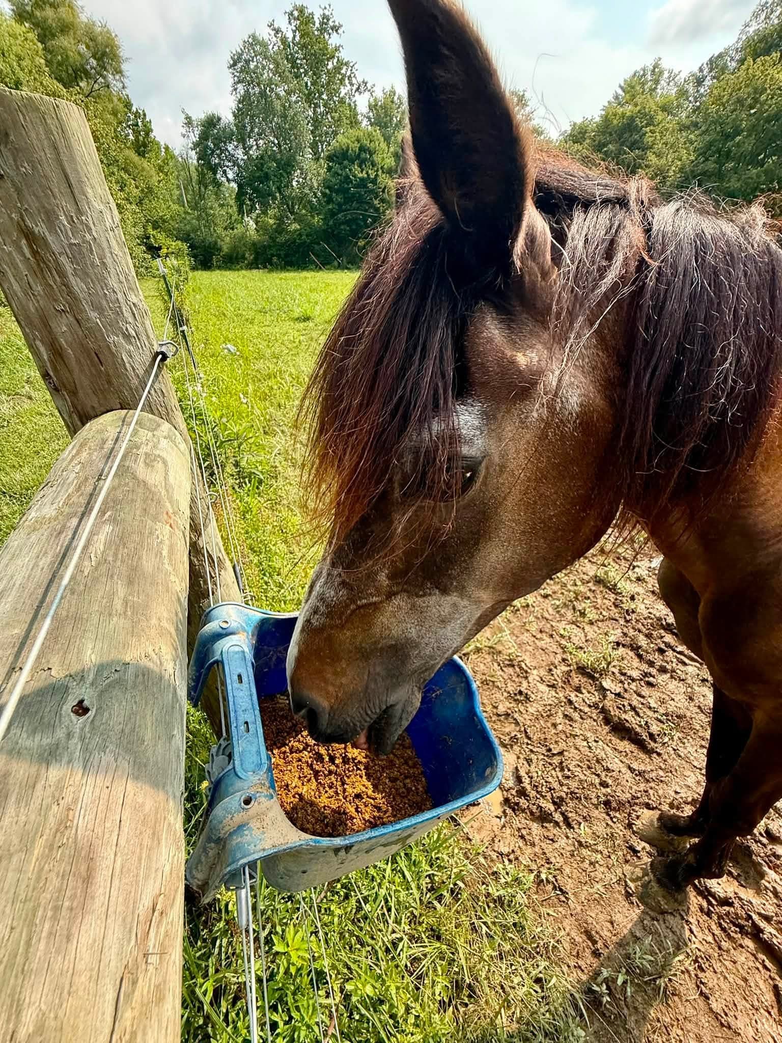 JR, a senior Arabian rescue horse at BellaSoul Farm, happily enjoying a warm mash of Triple Crown Senior Gold feed as part of his recovery from neglect and Cushing's disease.