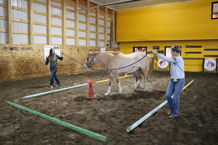 Two people guiding a horse together during a session