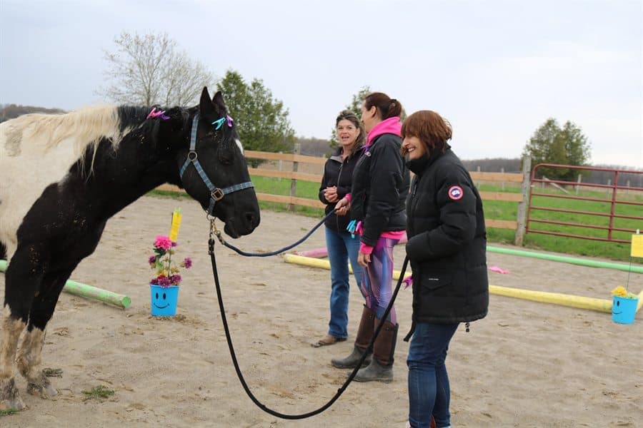 A calm, grounding ground-based session with a horse