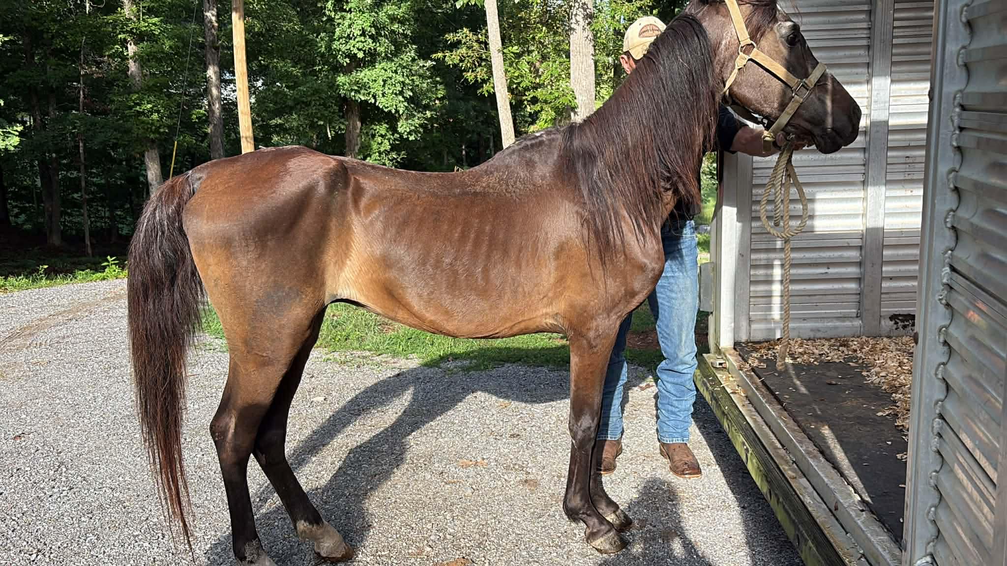 Newborn donkey Asher standing beside his mother Matilda at BellaSoul Farm, alongside rescued horses JR and Big Red beginning their healing journey through Root & Rein.