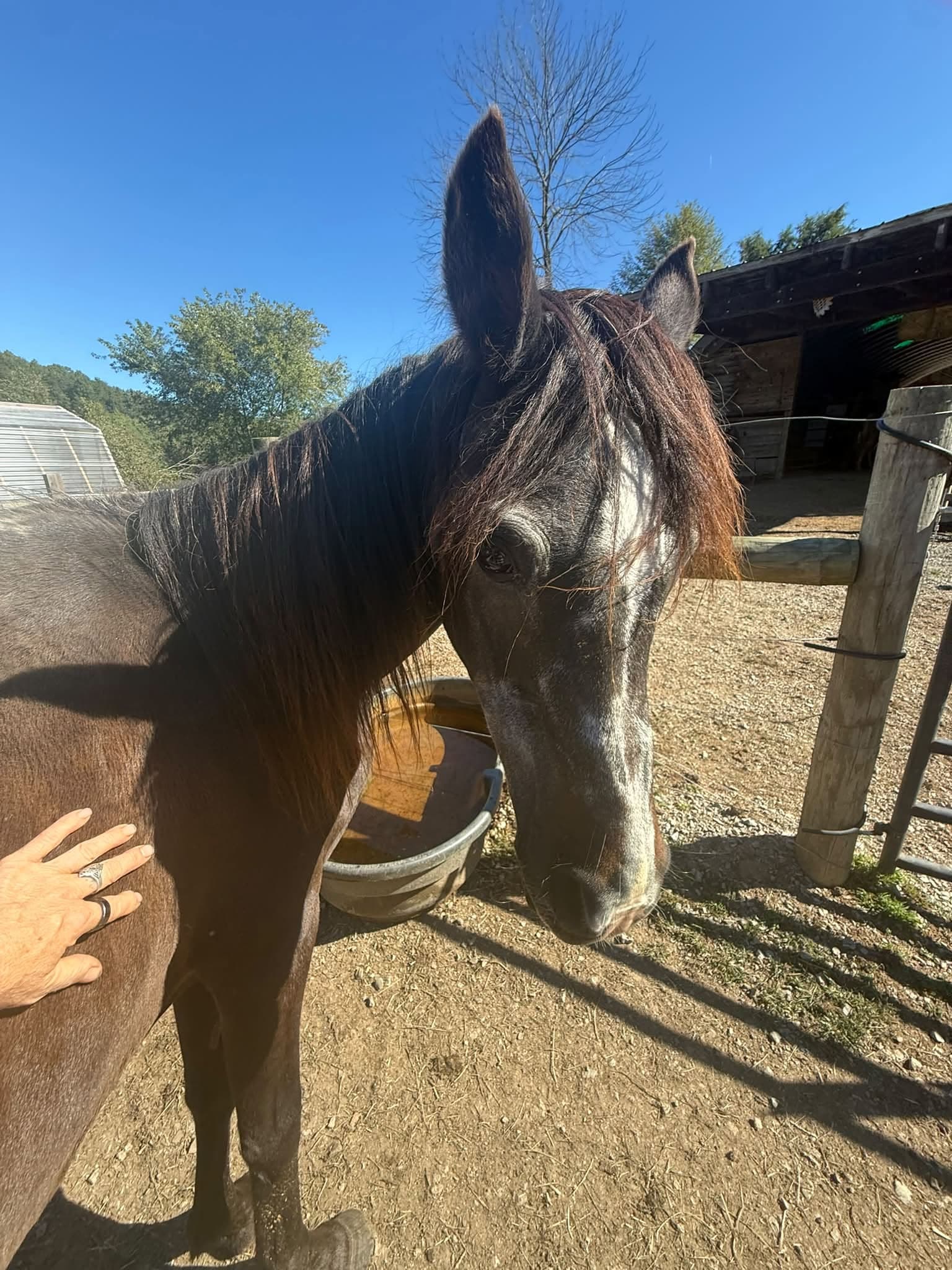 JR, a 32-year-old rescue horse, enjoying attention at his forever home at BellaSoul Farm.